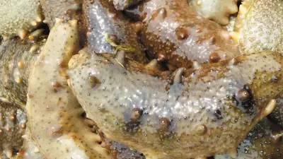 海参哥最新爆料图片大全,图片大全揭秘幕后真相